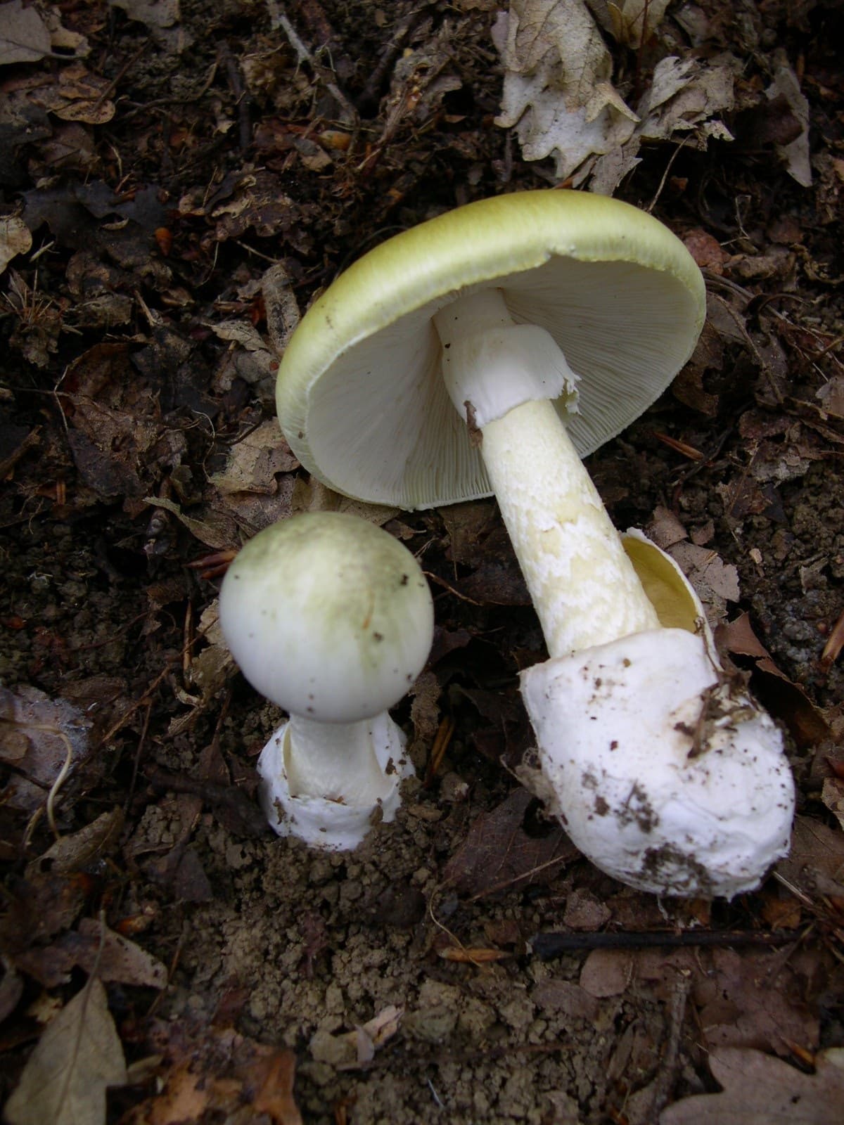 Бліда поганка (Amanita phalloides)