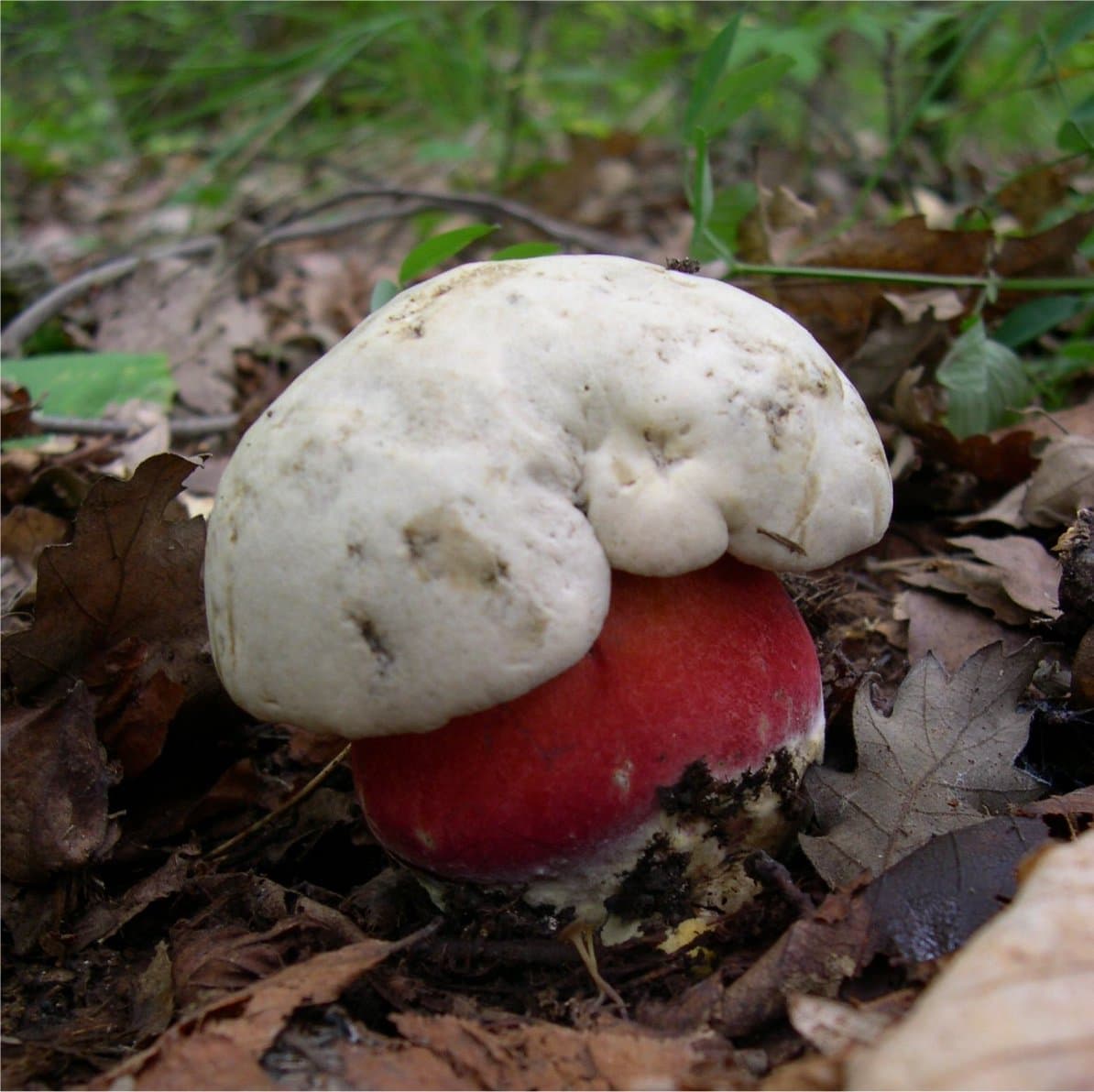 Сатанинський гриб (Rubroboletus satanas)
