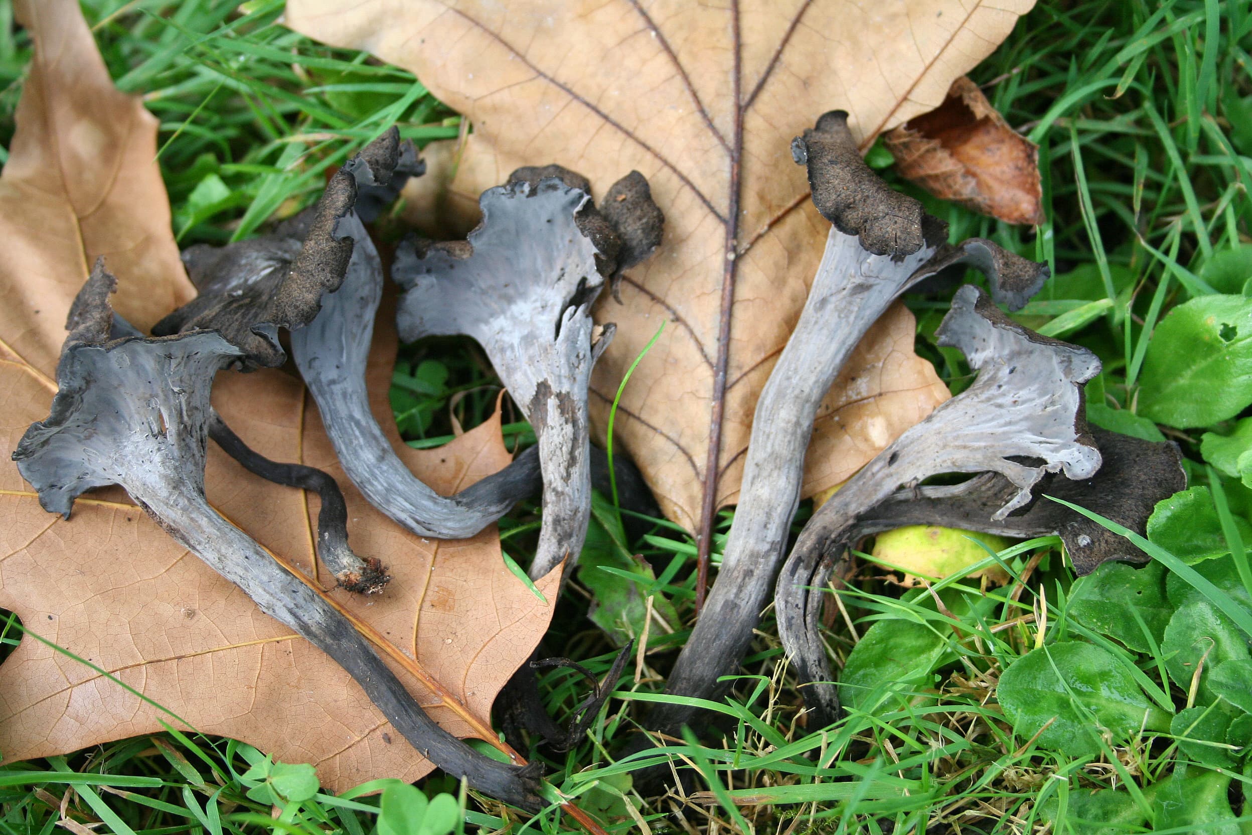 Лисичка чорна (Craterellus cornucopioides)