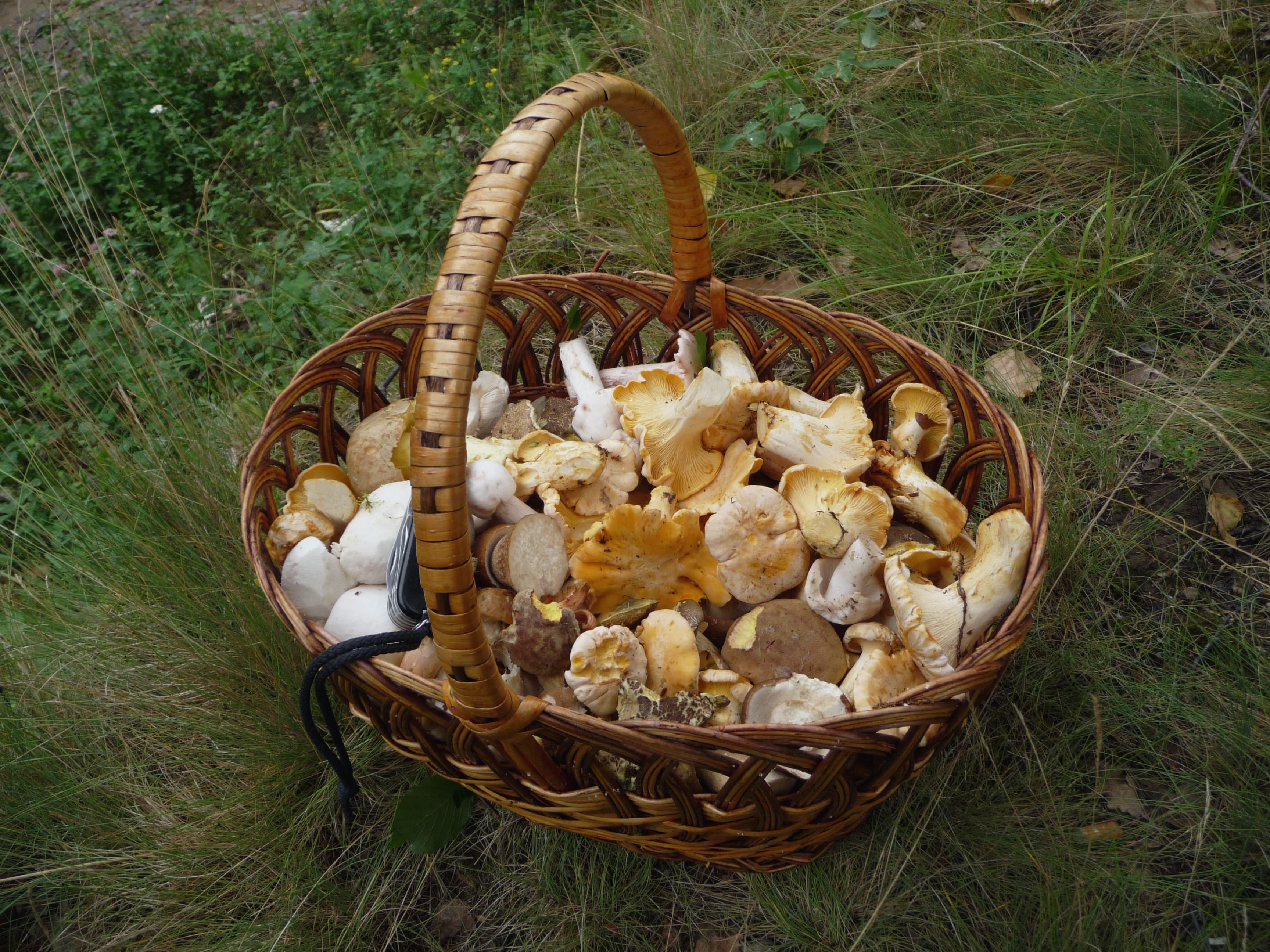 Лисичка (Cantharellus cibarius)
