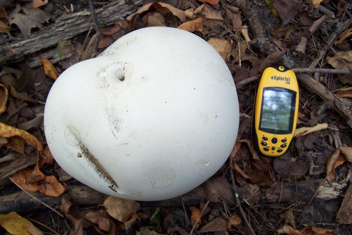 Дощовик гігантський (Calvatia gigantea)