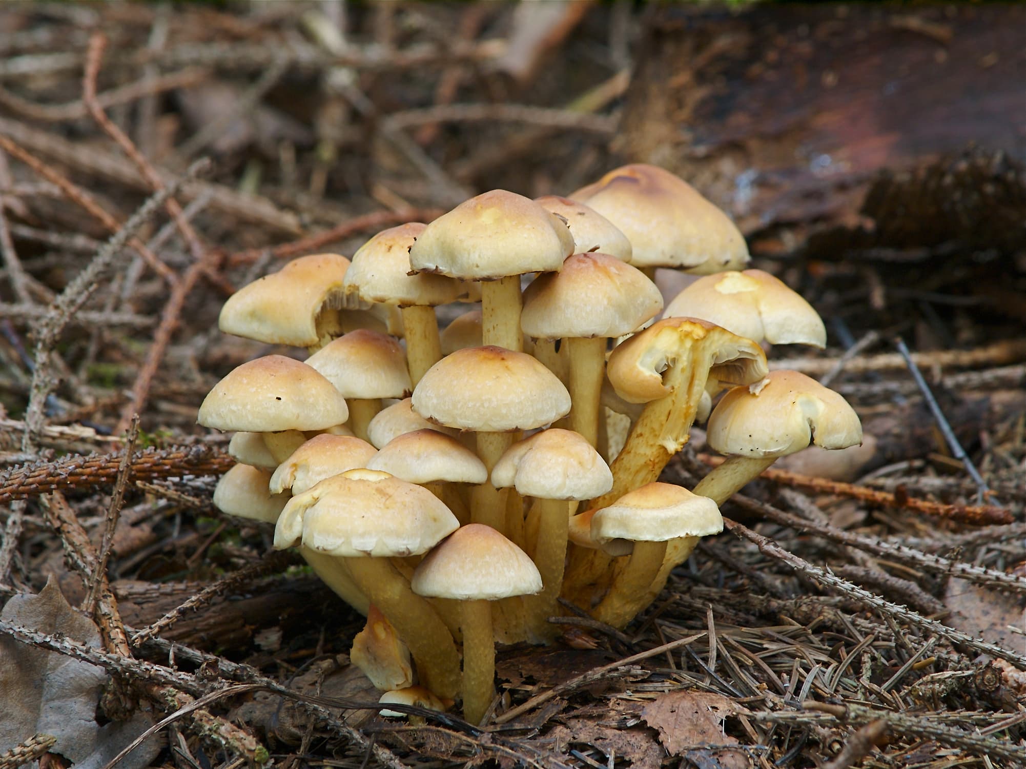Несправжній опеньок сірчано-жовтий (Hypholoma fasciculare)