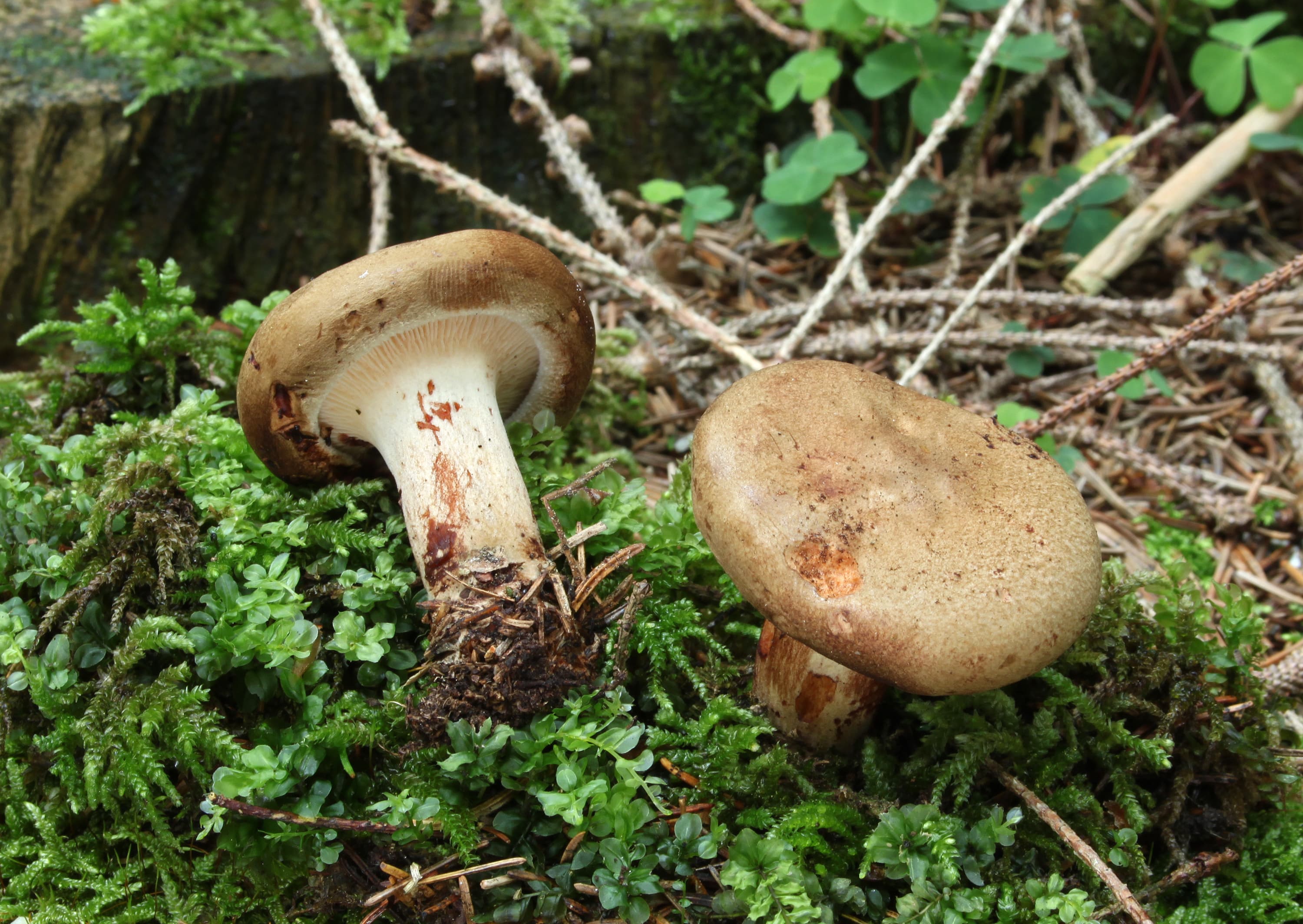 Свинуха тонка (Paxillus involutus)