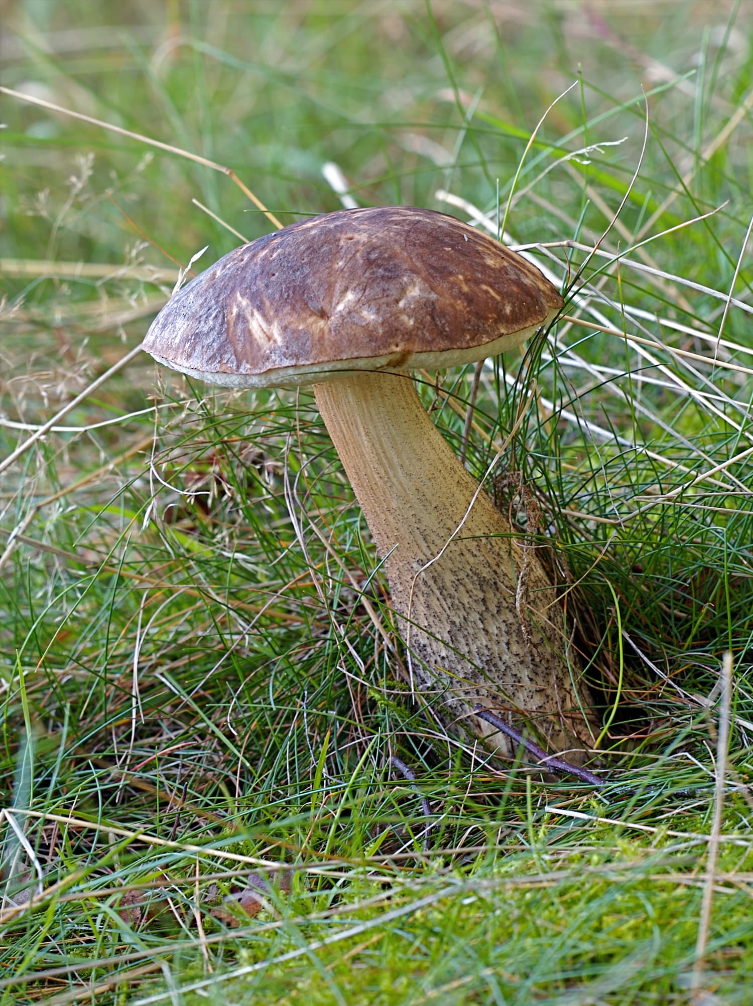 Підберезник (Leccinum scabrum)