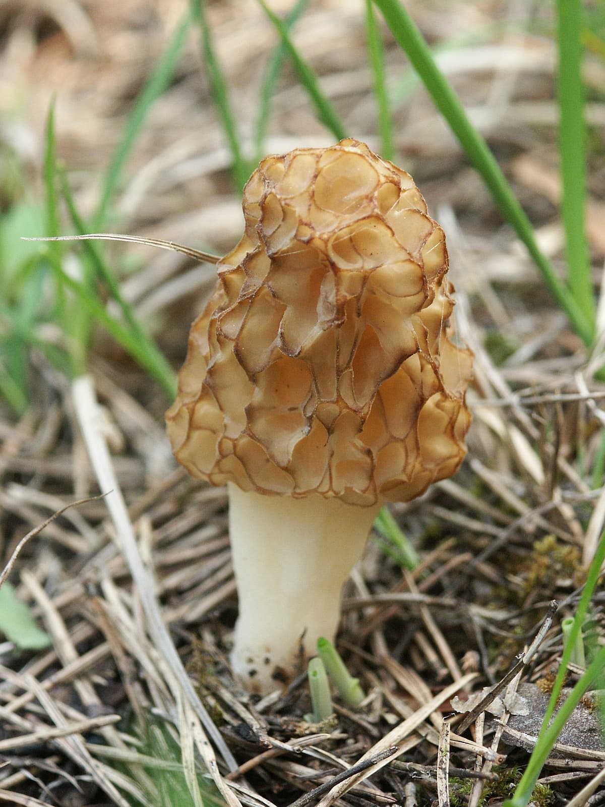 Зморшок звичайний (Morchella esculenta)