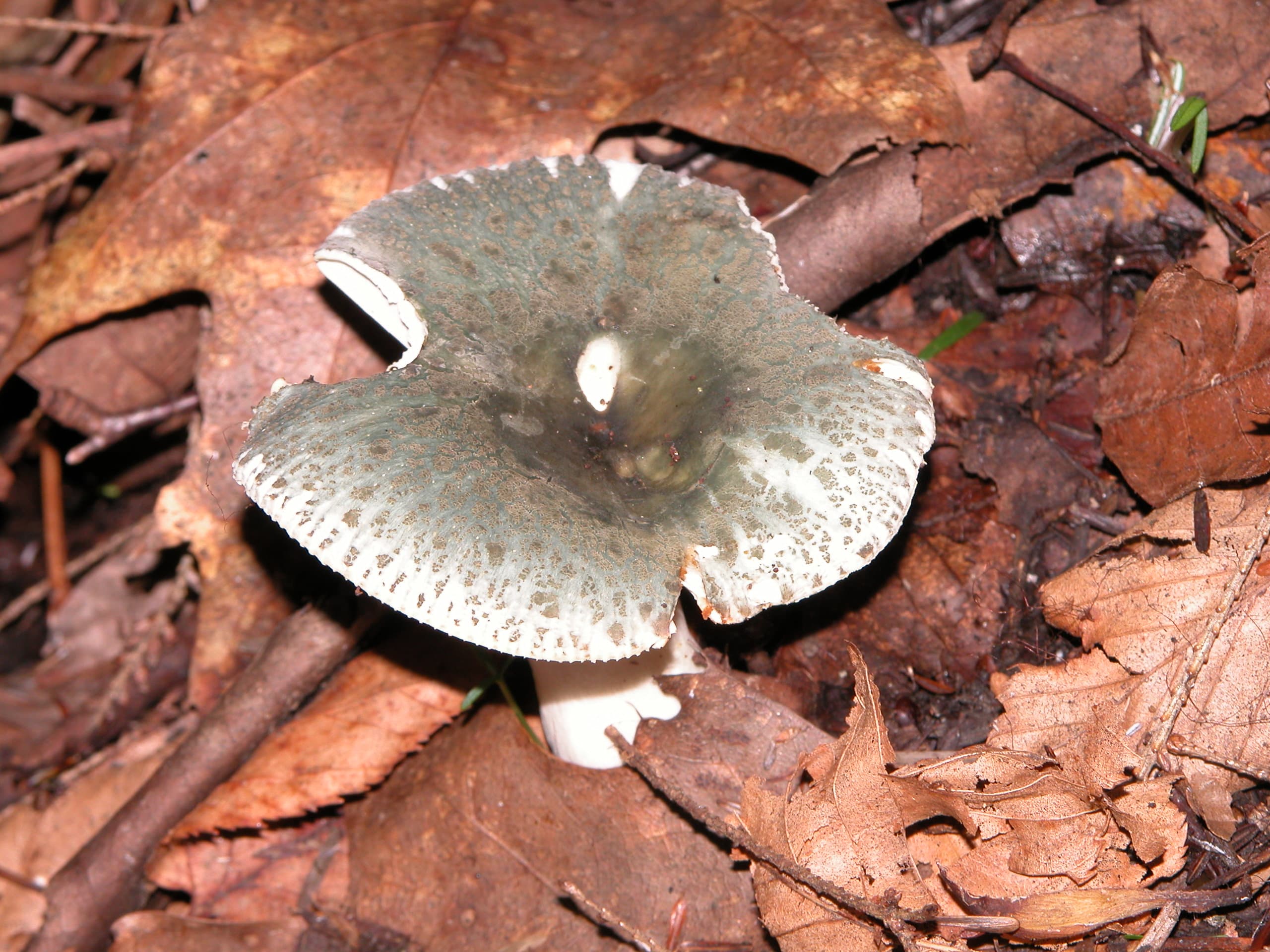 Сироїжка зелена (Russula virescens)