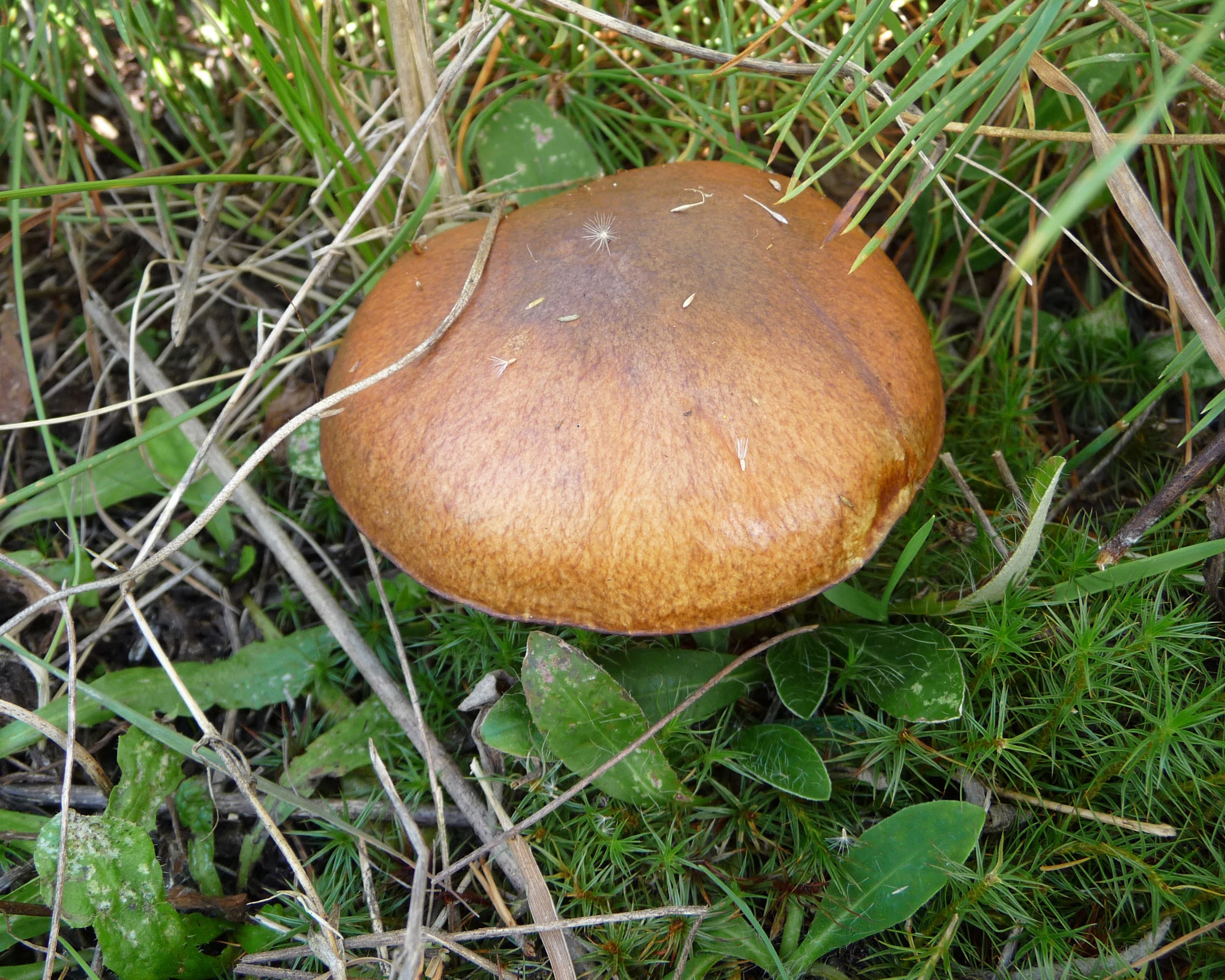 Маслюк звичайний (Suillus luteus)