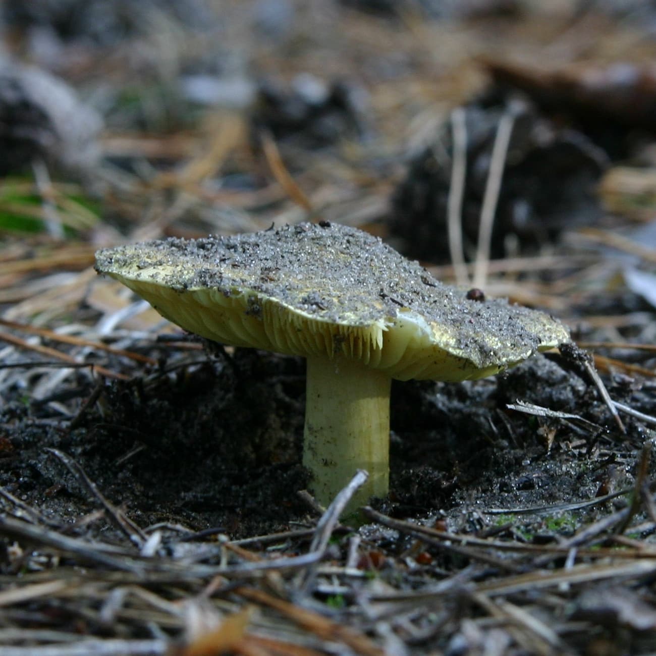 Зеленушка (Tricholoma equestre)